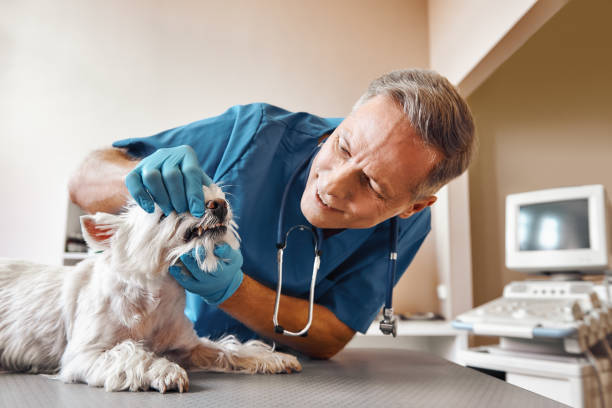 Best Emergency Dentist for Knocked-Out Tooth in Leisure World, MD